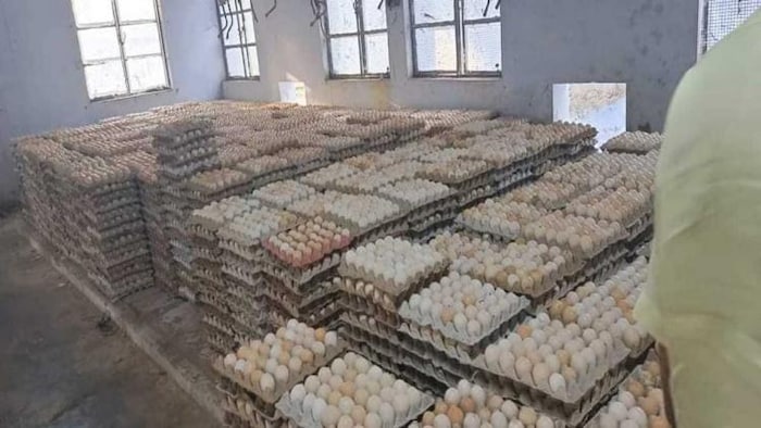 पोल्ट्री फार्म में रखे अंडे. फोटो क्रेडिट-किसान तक