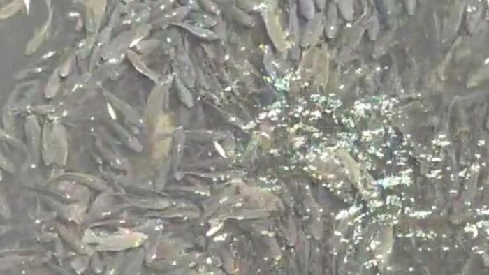 बारामती के निरा नदी में लाखों मछलियों की हुई मौत