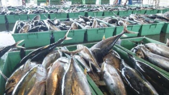 मछली पालन और मछली पकड़ने के कारोबार में लाखों लोगों को मिला है रोजगार (सांकेतिक तस्वीर-Freepik)-16:9