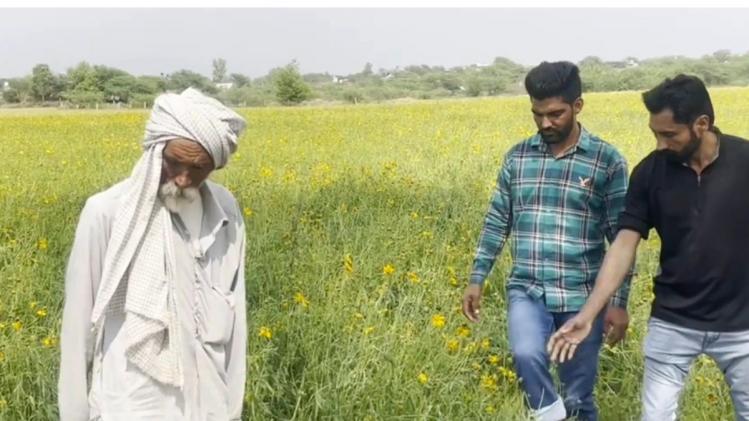 संगरूर में नुकसान केवल गेहूं-सरसों का नहीं है, बारिश से फूलों की खेती भी हुई चौपट
