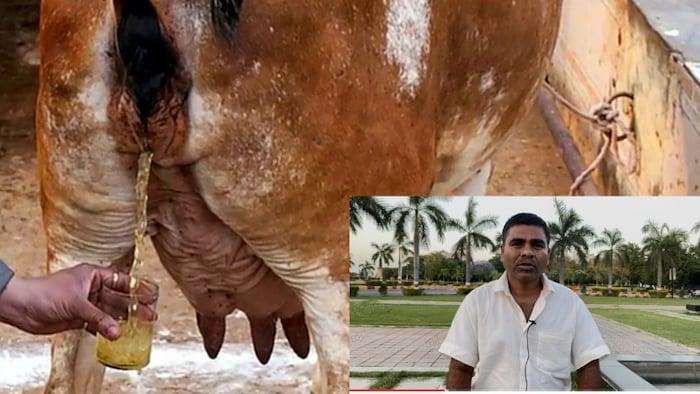 गौमूत्र से खेती के फ़ायदे