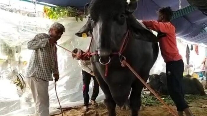 घोलू 2 बना मेले में आकर्षण का केंद्र, 10 करोड़ रुपये है इसकी कीमत