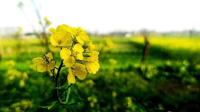 जीएम फसलों पर जारी है बहस (प्रतीकात्मक फोटो/Kisan Tak).