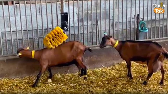 खास ब्रश से शरीर की खुजली दूरी करती बकरी. फोटो क्रेडिट- बीवी नटराज.