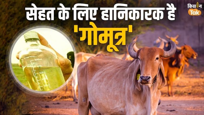 गोमूत्र फायदेमंद है या हानिकारक, इसे लेकर एक नई रिपोर्ट आई है