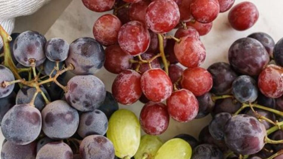 बनारसी लंगड़ा आम और पान के बाद अब कुंबम अंगूर को मिला जीआई टैग, जानें क्या है इसकी खासियत बनारसी लंगड़ा आम और पान के बाद अब कुंबम अंगूर को मिला जीआई टैग, जानें क्या है इसकी खासियत
