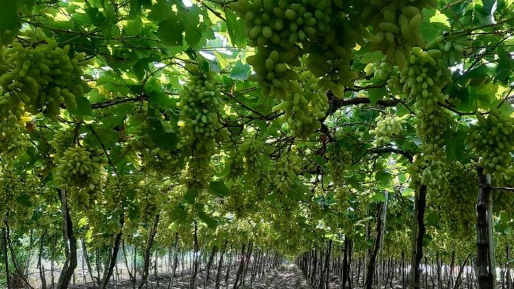 Grapes Price: बाजार में 80 रुपये क‍िलो अंगूर का भाव, तो क‍िसानों को म‍िल रहा बस इतना रेट
