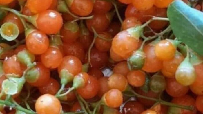 सोशल मीडिया पर वायरल हो रही यह तस्वीर : फोटो क्रेडिट: Arvind Chotia