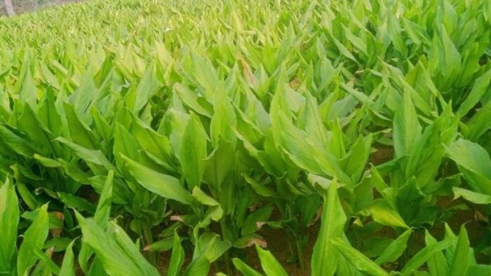 सरकार ने पांच निजी फर्मों को दी क्लस्टर फार्मिंग की अनुमति, सांकेतिक तस्वीर