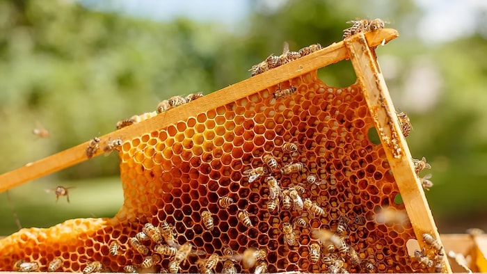 शहद निर्माण की प्रक्रिया
