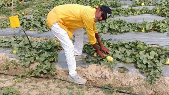 गोरखपुर के सब्जी किसान ने पीले तरबूज उगाकर योगी को भी किया मुरीद, फोटो: किसान तक