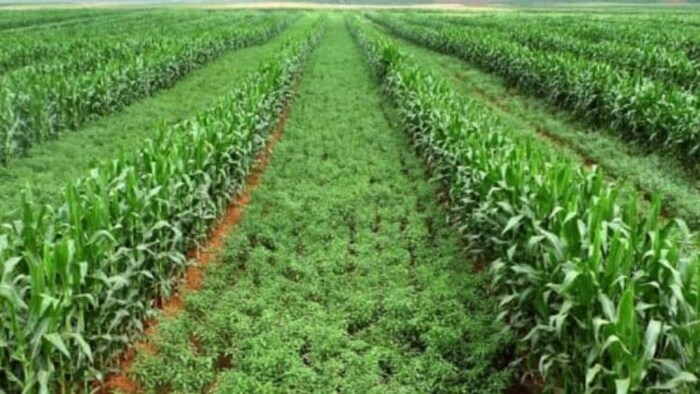 इंटर क्रॉपिंग फार्मिंग ने बदली किसान की किस्मत, (सांकेतिक तस्वीर)