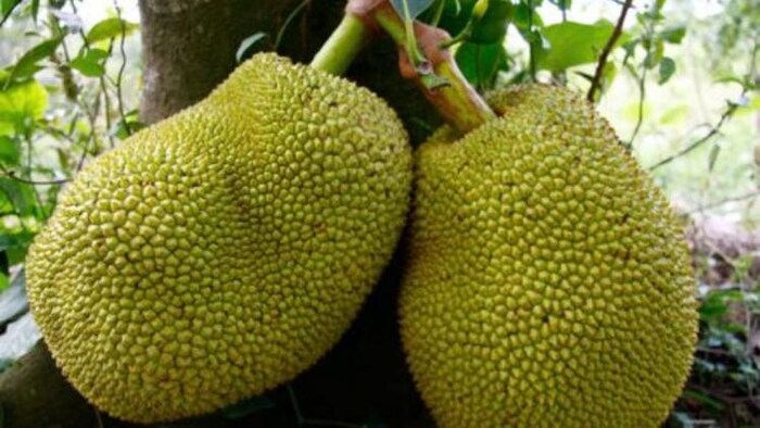 कटहल में लगने वाले रोग और नियंत्रण का तरीका