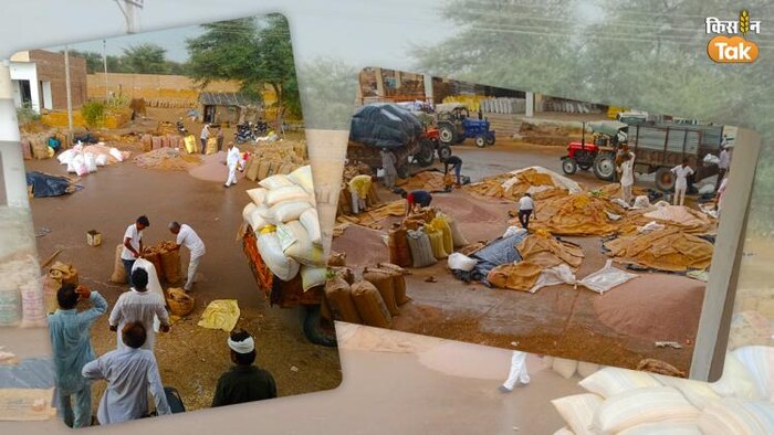 बारिश से जैसलमेर मंडी में रखे अनाजों को भारी नुकसान पहुंचा है