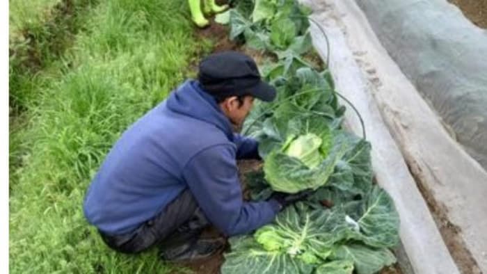 जापान के खेतों में काम करते भारतीय मजदूर