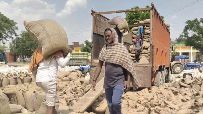 करनाल मंडी में तेजी से हो रहा गेहूं उठान का काम