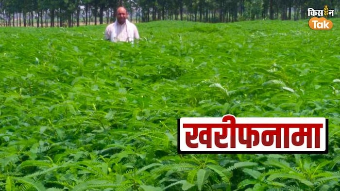 खरीफ सीजन से पहले खेतों में हरी खाद लगाएं किसान - फोटो किसान तक