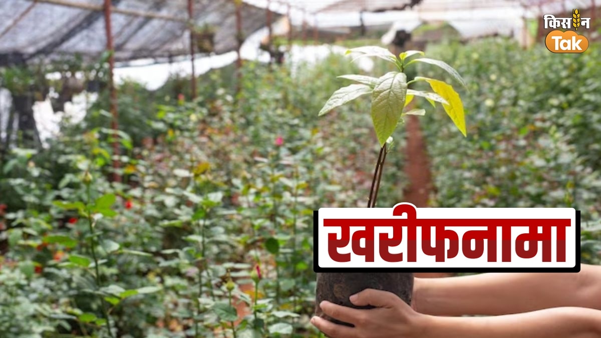 Kharif Special: आम-अमरूद की सघन बागवानी करें क‍िसान, एक नहीं कई होंगे लाभ 