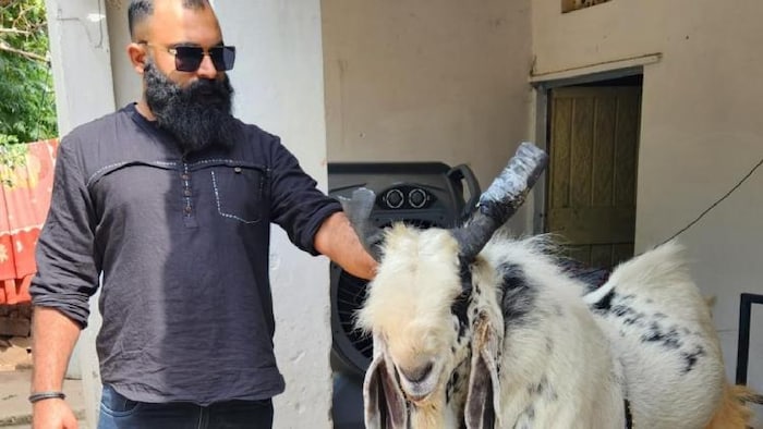 भोपाल का 15 लाख रुपये का किंग बकरा