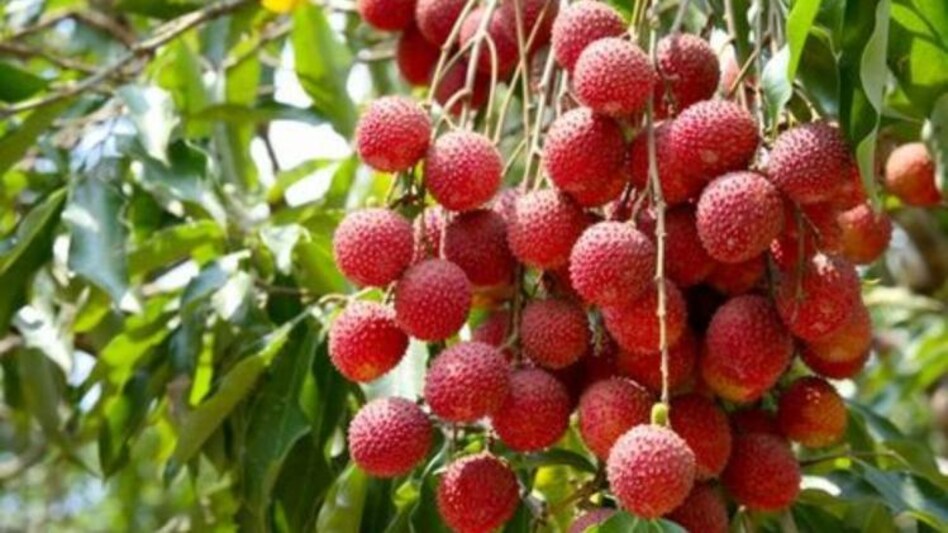 Litchi: गर्मियों में लीची के पेड़ पर हो सकता है झुलसा रोग का प्रकोप, ऐसे करें बचाव Litchi: गर्मियों में लीची के पेड़ पर हो सकता है झुलसा रोग का प्रकोप, ऐसे करें बचाव