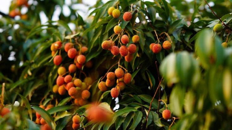 पठानकोट में बारिश से लीची का भारी नुकसान हुआ है (फोटो साभार-Freepik)