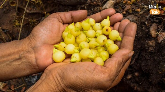 लंदन किया जाएगा मध्य प्रदेश से महुआ का निर्यात