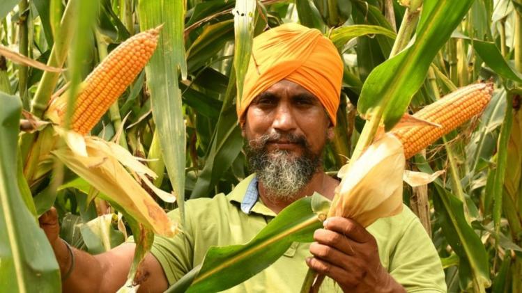 Corn Price: एमएसपी से नीचे लुढ़का मक्का का दाम, जानिए क्या है वजह?  Corn Price: एमएसपी से नीचे लुढ़का मक्का का दाम, जानिए क्या है वजह?