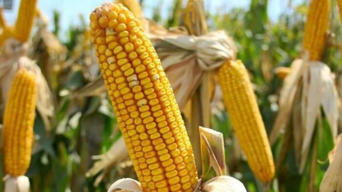 वैश्विक मक्का बाजार में भारत का प्रतिद्वंदी बनकर उभरा पाकिस्तान, फोटो साभार: pinterest