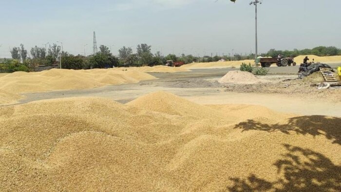 गेहूं का अनुमानित आंकड़ा जारी, इस साल दर्ज की गई बढ़त