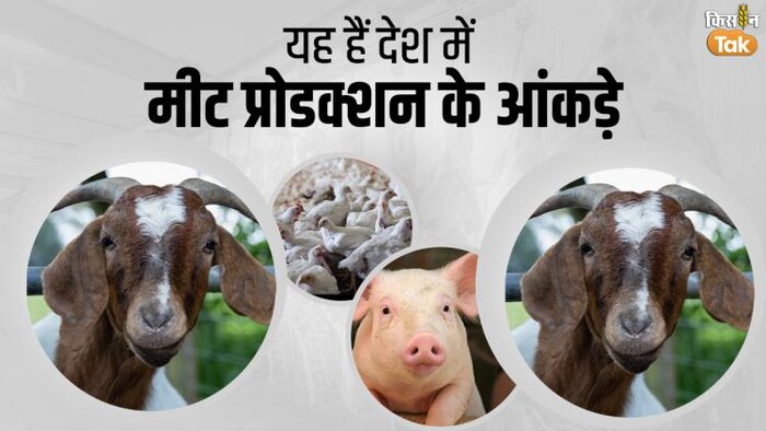 मीट के लिए काटे गए पशुओं की संख्या. फोटो क्रेडिट- संदीप भारद्वाज