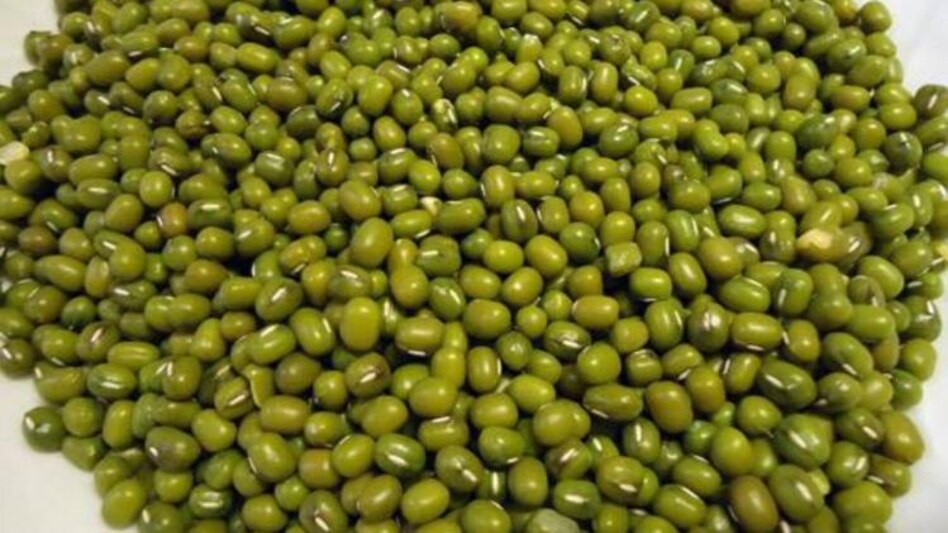 Moong Variety: मूंग की इन टॉप 5 किस्मों की खेती कर पाएं ज्यादा उपज, जानें विशेषताएं - top moong variety mung bean cultivation of moong sowing time moong farming -