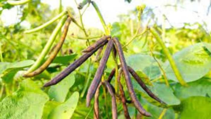 मूंग की खेती को सरकार दे रही बढ़ावा