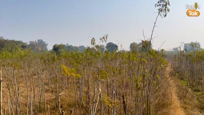 सीआईआरजी में उग रहा मोरिंगा. फोटो क्रेडिट-किसान तक