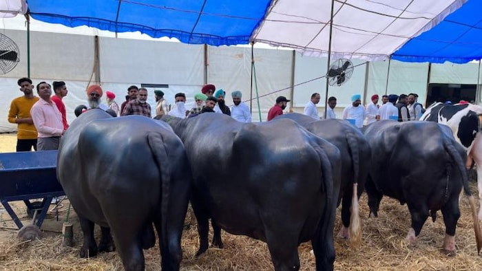 मेले में आईं भैंस का फाइल फोटो. फोटो क्रेडिट-किसान तक