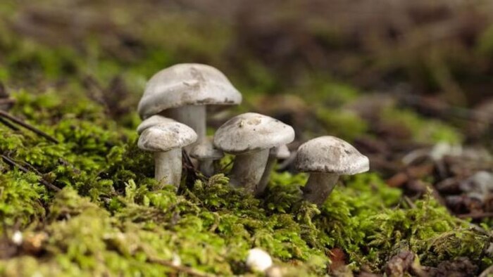 मशरूम की खेती करने वाले किसानों के लिए सुनहरा मौका, फोटो साभार: freepik