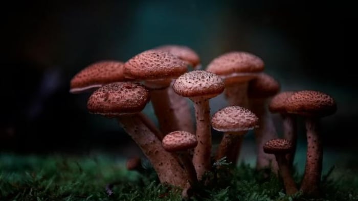 बिहार में मशरूम की खेती से अच्छी कमाई कर रहे हैं किसान (सांकेतिक तस्वीर)