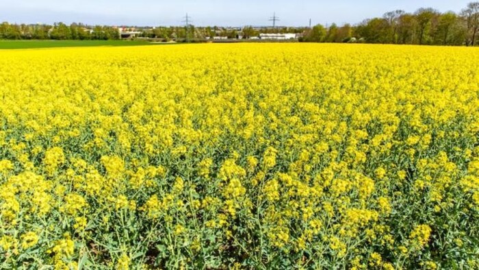 पांच राज्य करते हैं 88 प्रतिशत सरसों का उत्पादन, फोटो साभार: freepik