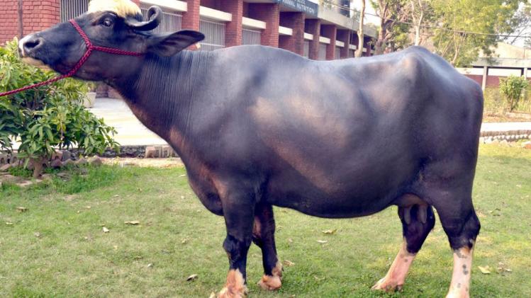 BUFALO BREED : पंजाब में नीली रावी नस्ल के भैंस पालन को बढ़ावा देने के लिए, गढ़वासू लुधियाना में दुग्ध प्रतियोगिता का आयोजन 