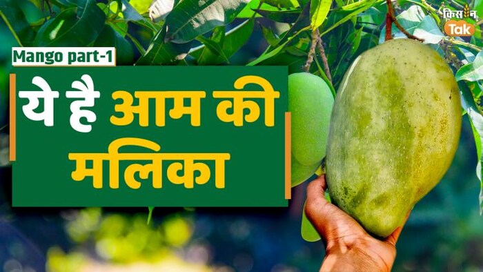 सबसे महंगे रेट पर बिकता है नूरजहां आम (Noorjahan Mango)