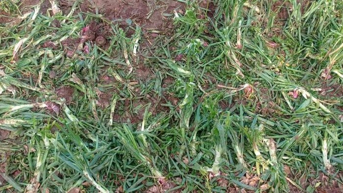 बेमौसम बारिश में प्याज की फसल हुई बर्बाद