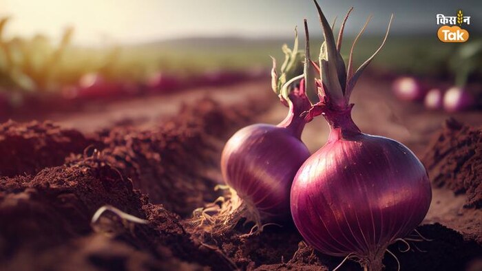 प्याज का प्रतीकात्मक फोटो- फोटो क्रेडिट-संदीप सिंह