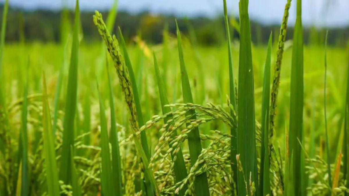 Paddy Variety: धान की ये 3 किस्में हैं कमाल, कम पानी और सूखे में भी देंगी बंपर पैदावार Paddy Variety: धान की ये 3 किस्में हैं कमाल, कम पानी और सूखे में भी देंगी बंपर पैदावार