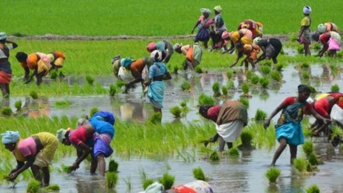 अब बिना पानी भी की जा सकती है धान की खेती!