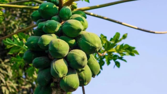 पपीते की फसल में लगते हैं ये खतरनाक कीट और रोग, सांकेतिक तस्वीर