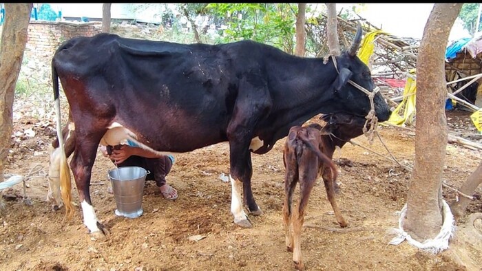 जलवायु परिवर्तन का दूध उत्पादन पर असर