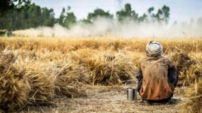 देश में गेहूं का उत्पादन