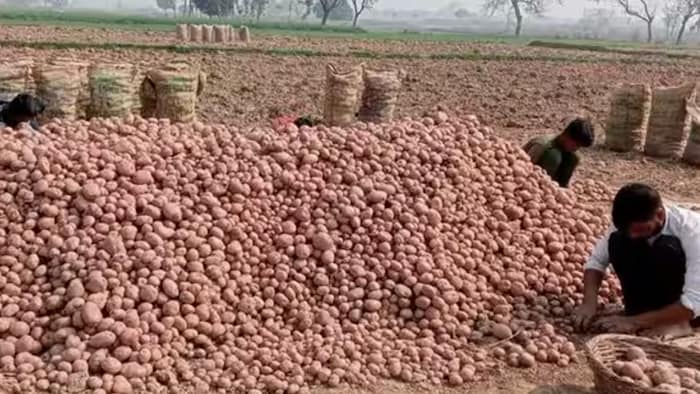 आलू के भाव हुए दोगुने