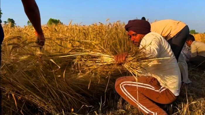 पंजाब मे हाथ से गेहूं की कटाई करने से खेती का खर्च बढ़ गया है
