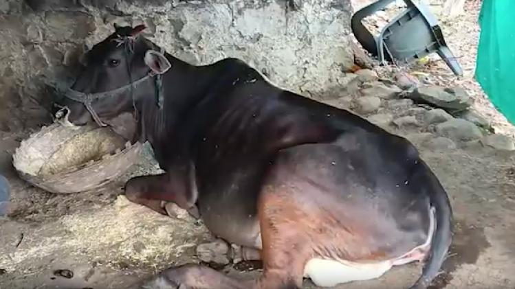 गाय ने दिया शेर के बच्चे जैसे बछड़े को जन्म, पूरे इलाके में फैली सनसनी