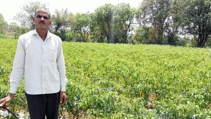 राजस्थान के किसान रामेश्वर सुथार की कहानी बेहद दिलचस्प है जो सब्जियों की खेती करते हैं